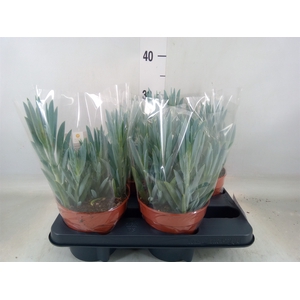 Curio ficoides 'Mount everest'