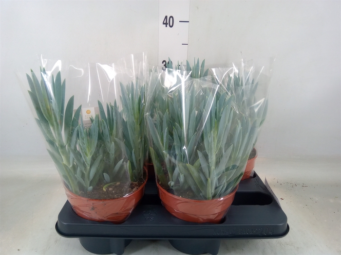 <h4>Curio ficoides 'Mount everest'</h4>