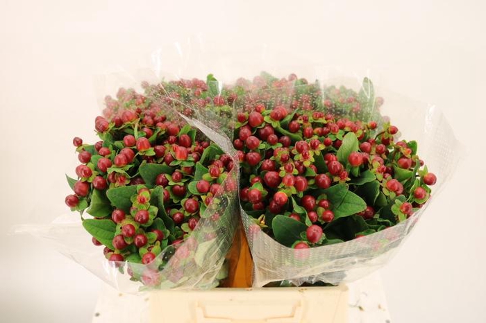 <h4>HYP MAG SEASONS</h4>