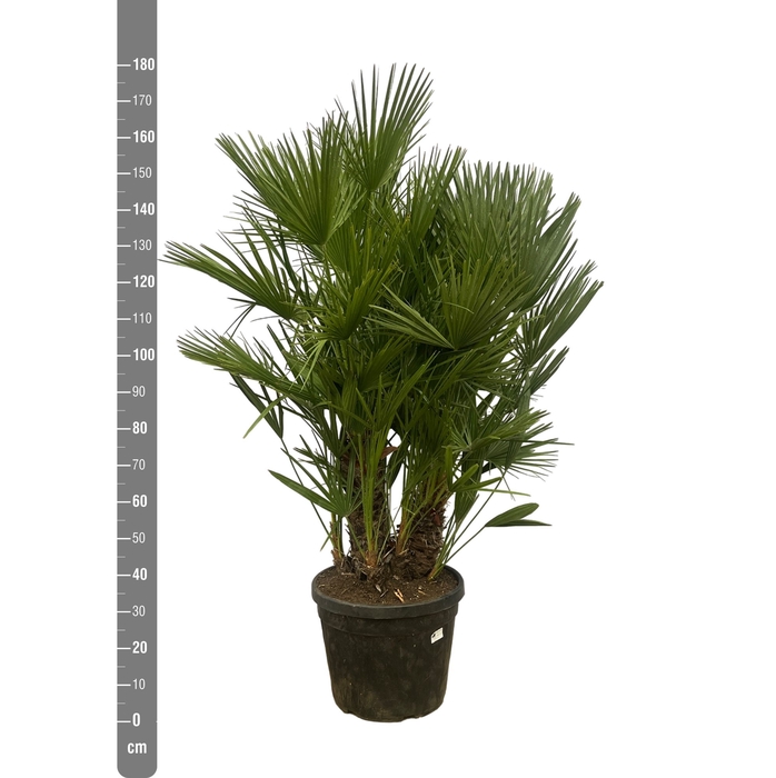 <h4>CHAM HUMILIS</h4>