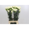 Dianthus St Rodas Creme