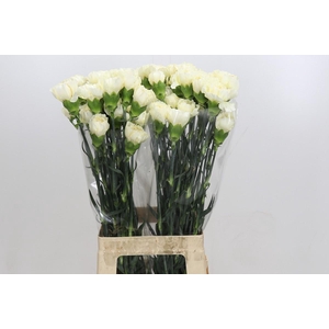 Dianthus St Rodas Creme