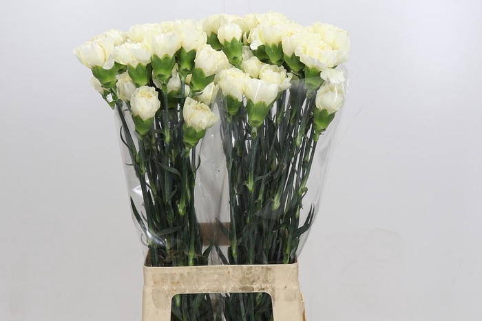 <h4>Dianthus St Rodas Creme</h4>