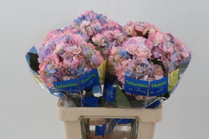 <h4>Hydr Marshmellow</h4>