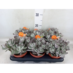 Kalanchoe NF pumila