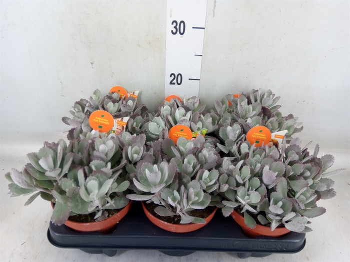 <h4>Kalanchoe NF pumila</h4>