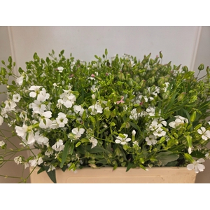 SAPONARIA BS OV WIT