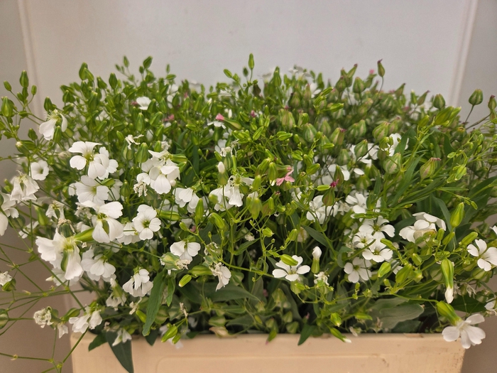 <h4>SAPONARIA BS OV WIT</h4>
