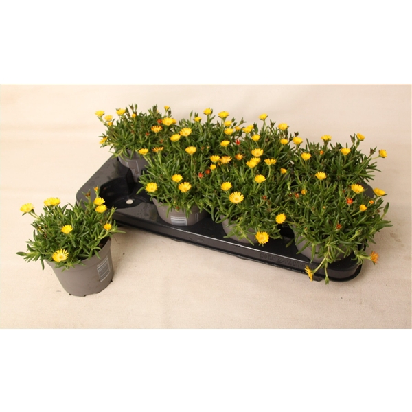 <h4>Delosperma Lido 'Yellow with Eye'</h4>