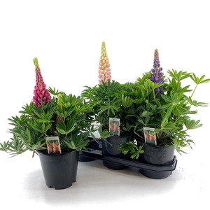 Lupine Longlife Flowering