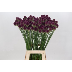 Allium Sphaerocephalon