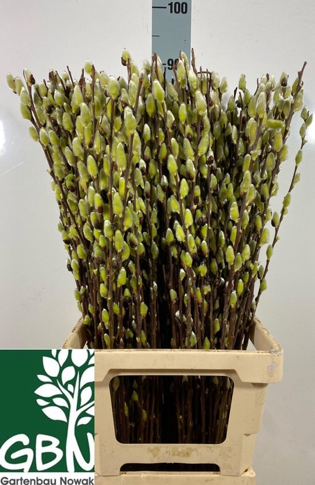 <h4>SALIX WILGENKATJES</h4>