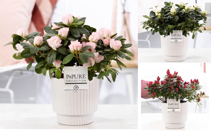 <h4>1st class Azalea mix in P&PURE Ivy ceramics shiny white</h4>