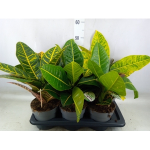 Codiaeum var. GR 'Petra'
