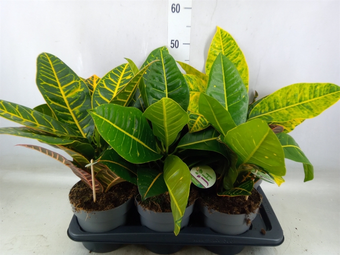 <h4>Codiaeum var. GR 'Petra'</h4>