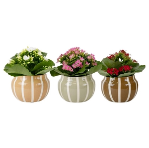 KALANCHOE BLOSSF P6  TUB