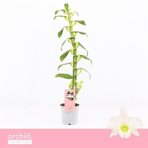 Dendrobium Nobilé, Apollon 1-spike 65+ cm 'Orchid Collection'