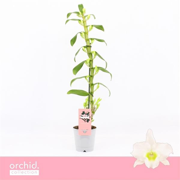 <h4>Dendrobium Nobilé, Apollon 1-spike 65+ cm 'Orchid Collection'</h4>