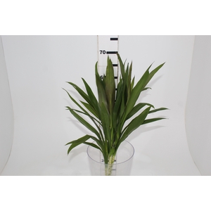 FOLH DRACENA POA FOLHA FINA