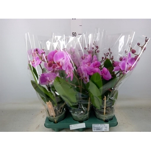 Phalaenopsis  'Spirit Pink'