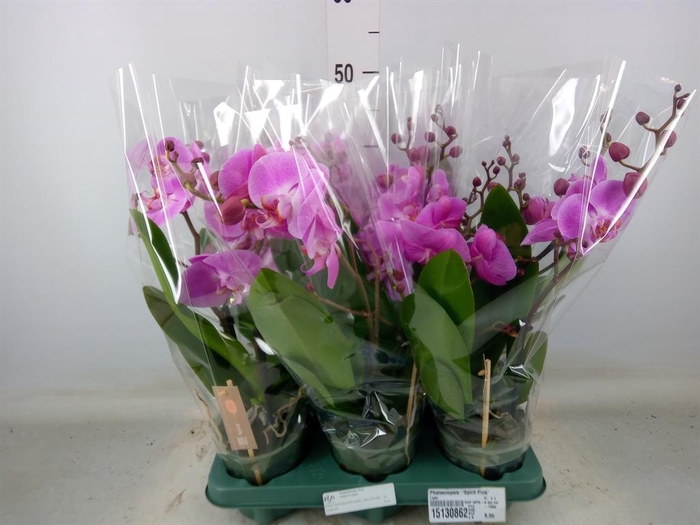 <h4>Phalaenopsis  'Spirit Pink'</h4>