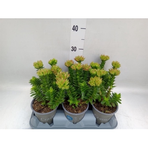 Crassula coccinea