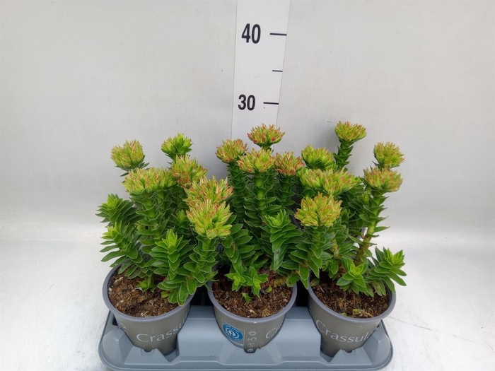 <h4>Crassula coccinea</h4>