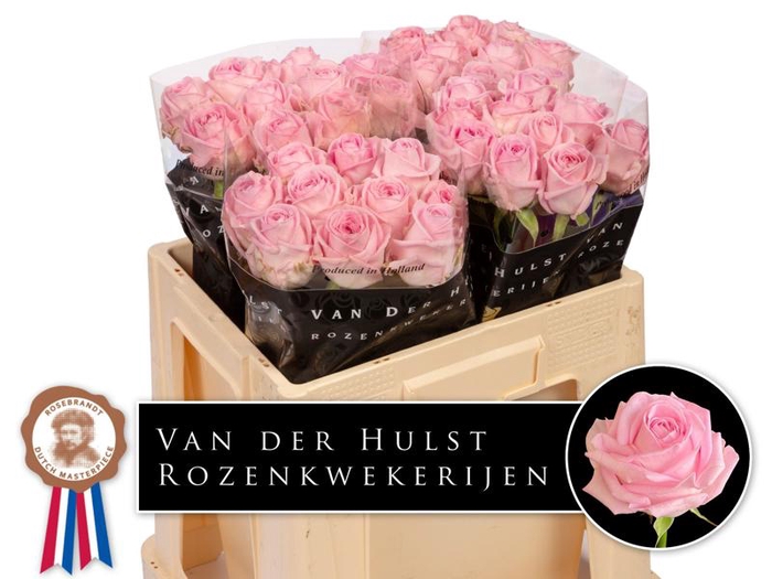 <h4>R Gr Zaina Hulst</h4>