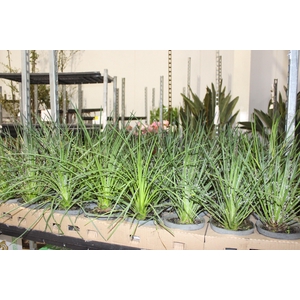 AGAVE PALITO P15
