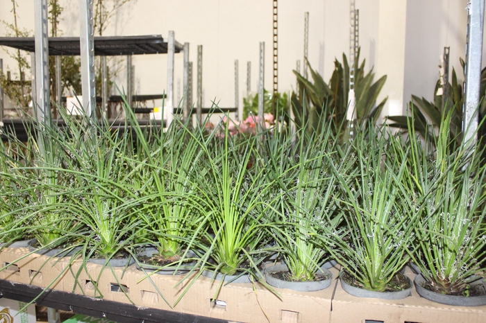<h4>AGAVE PALITO P15</h4>