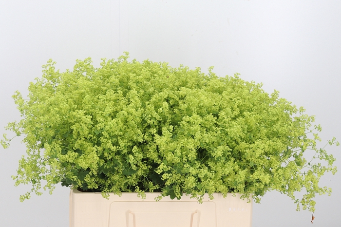 <h4>Alchimella Robusta</h4>