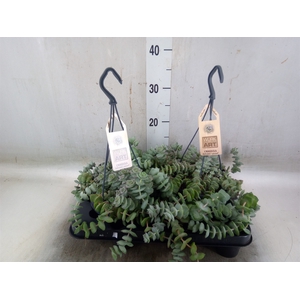 Crassula   ...