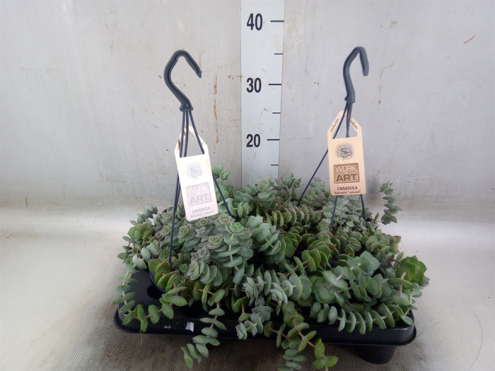<h4>Crassula   ...</h4>