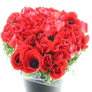 Anem Mistral Sr Red Extra