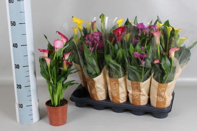 <h4>ZANT GEM 5 KL</h4>