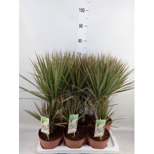 Dracaena marg. 'Bicolor'