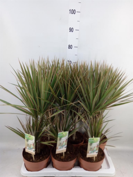 <h4>Dracaena marg. 'Bicolor'</h4>