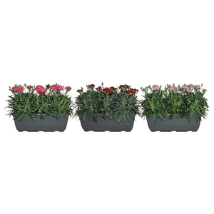 Dianthus Oscar gemengd