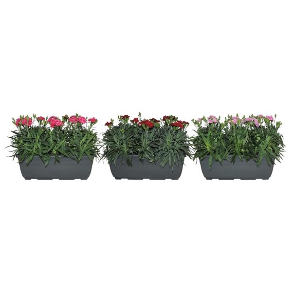 <h4>Dianthus Oscar gemengd</h4>