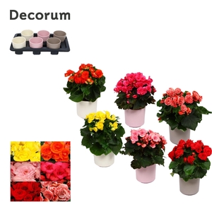 Begonia 13cm mix in keramiek gemengd