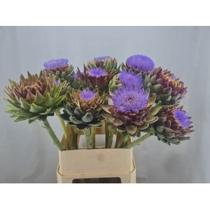 CYNARA SC GREEN GLOB