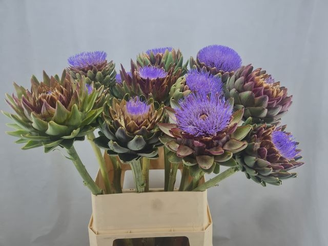 CYNARA SC GREEN GLOB