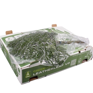 Lederv. Large Vacuum