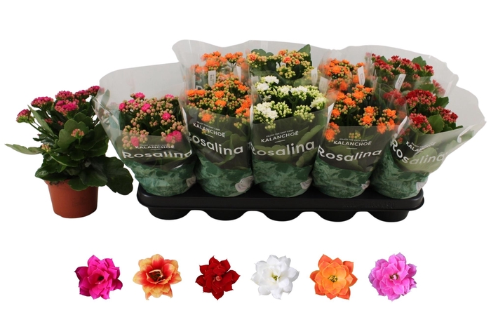 <h4>KAL GE RO GEM 6 KL</h4>