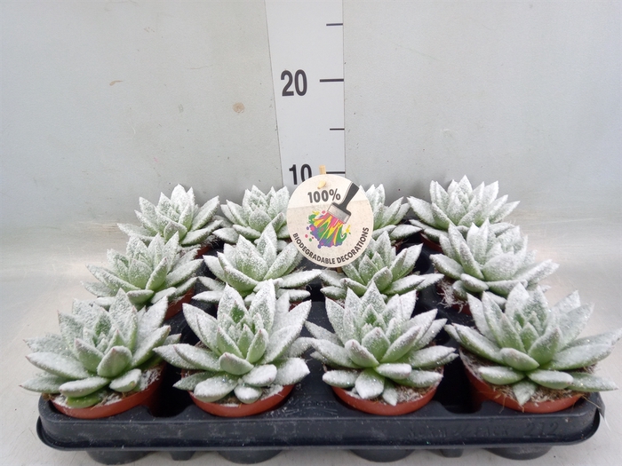 <h4>Echeveria  'Miranda'</h4>