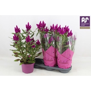 CEL DEEP PURPLE