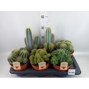 Cactus   ...mix