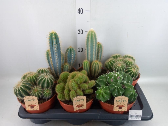 <h4>Cactus   ...mix</h4>