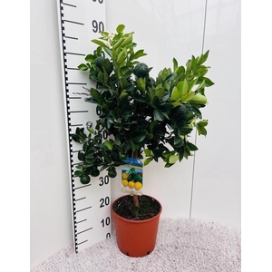 Citrus limetta Pursha-Lime on stem