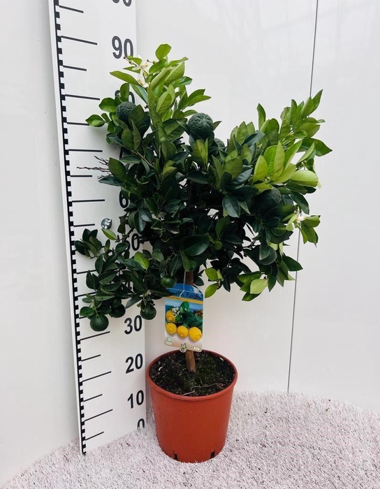 <h4>Citrus limetta Pursha-Lime on stem</h4>